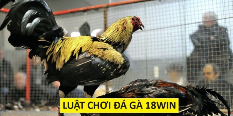 Luật tính thắng thua trận chọi gà