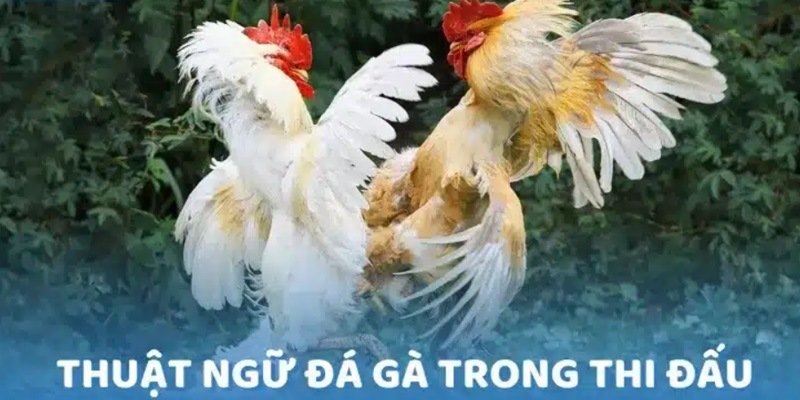 Thuật ngữ thường dùng trong bộ môn Đá Gà 18Win